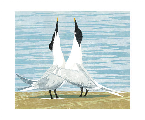 Sandwich Terns by Lisa Hooper