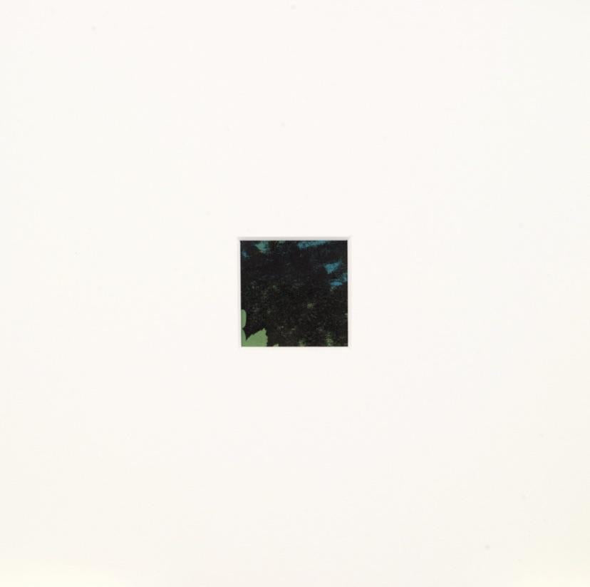 Shaded Woods Monoprints